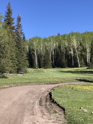 Deer in Meadow - Monroe Mountain