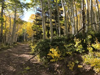 Trail 77 in the fall