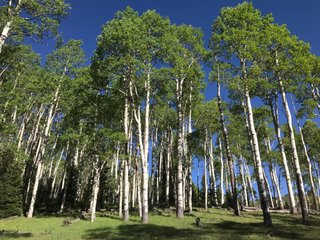 Quaking Aspen - Monroe Mountain